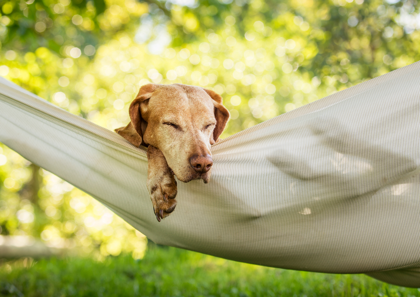 CBD Öl & Beruhigungspulver für Hunde – Gemeinsam stark für deinen Vierbeiner