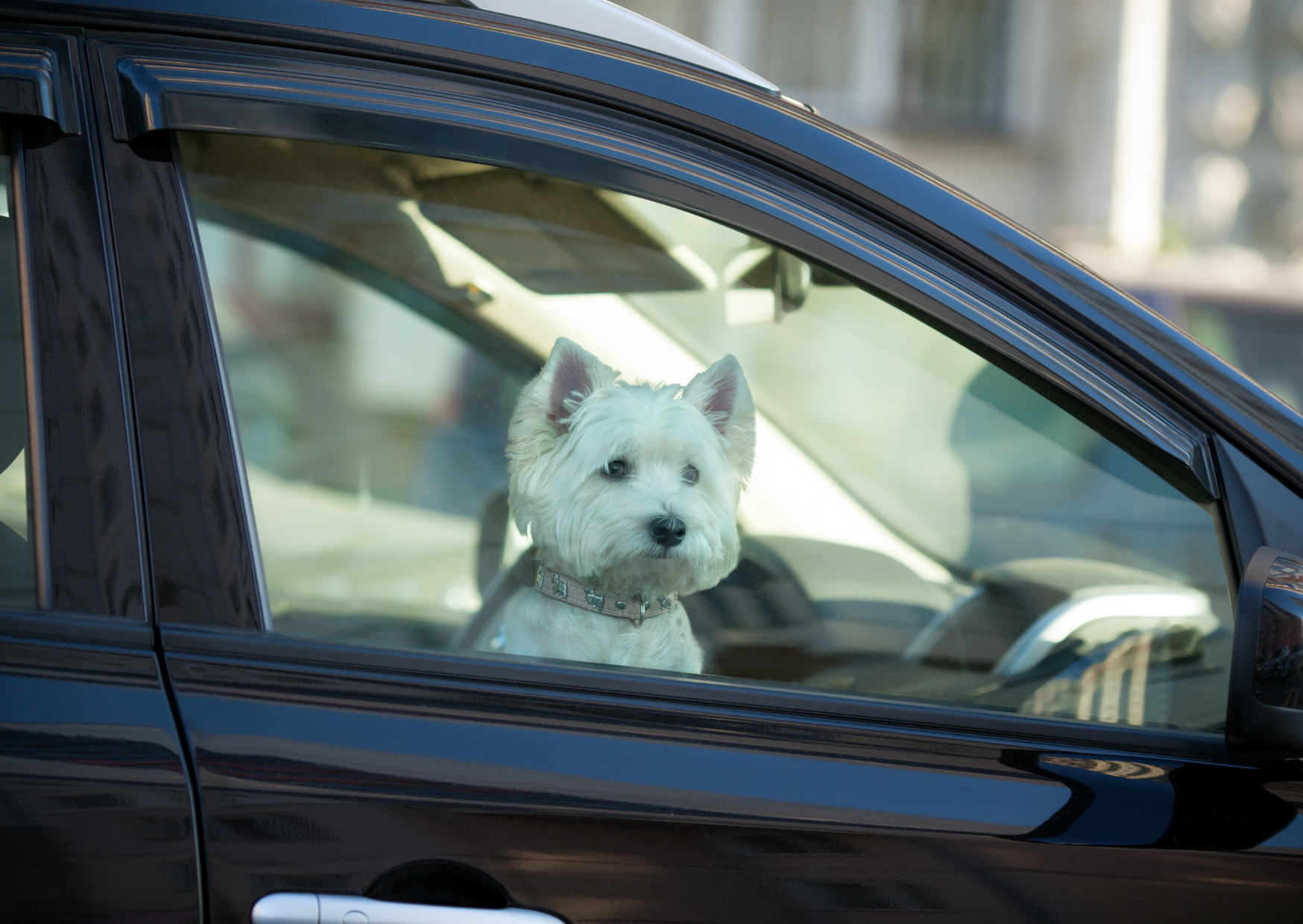 Reiseangst beim Hund – was tun, wenn Autofahren zum Stressfaktor wird?