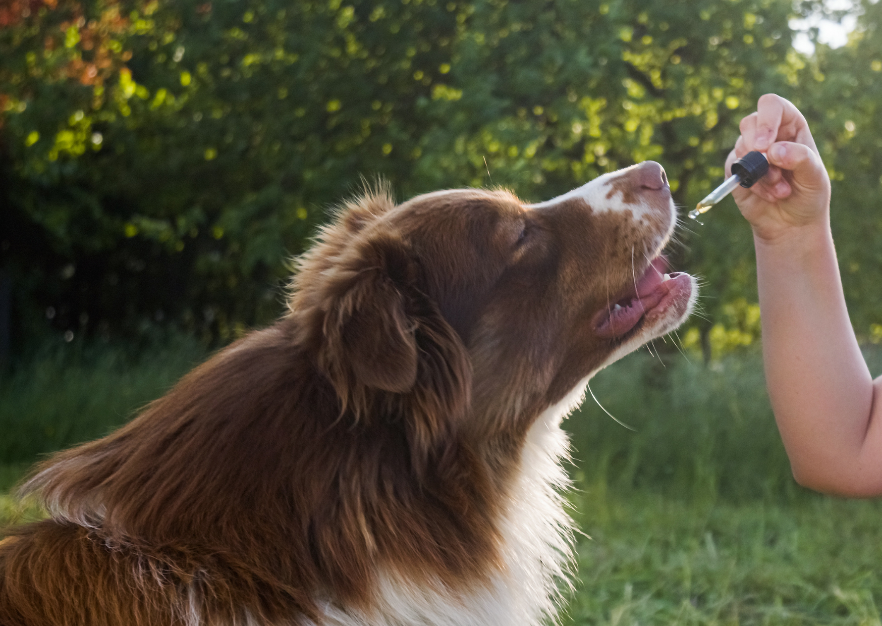 Worauf du beim Kauf von CBD Öl für Hunde achten solltest: Die 4 wichtigsten Qualitätsmerkmale