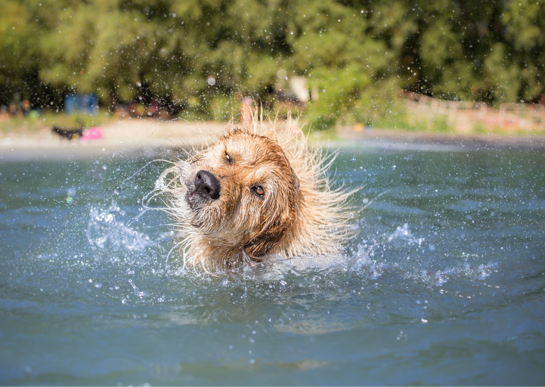 Hunde & Salzwasser – Worauf du beim Baden im Meer achten solltest