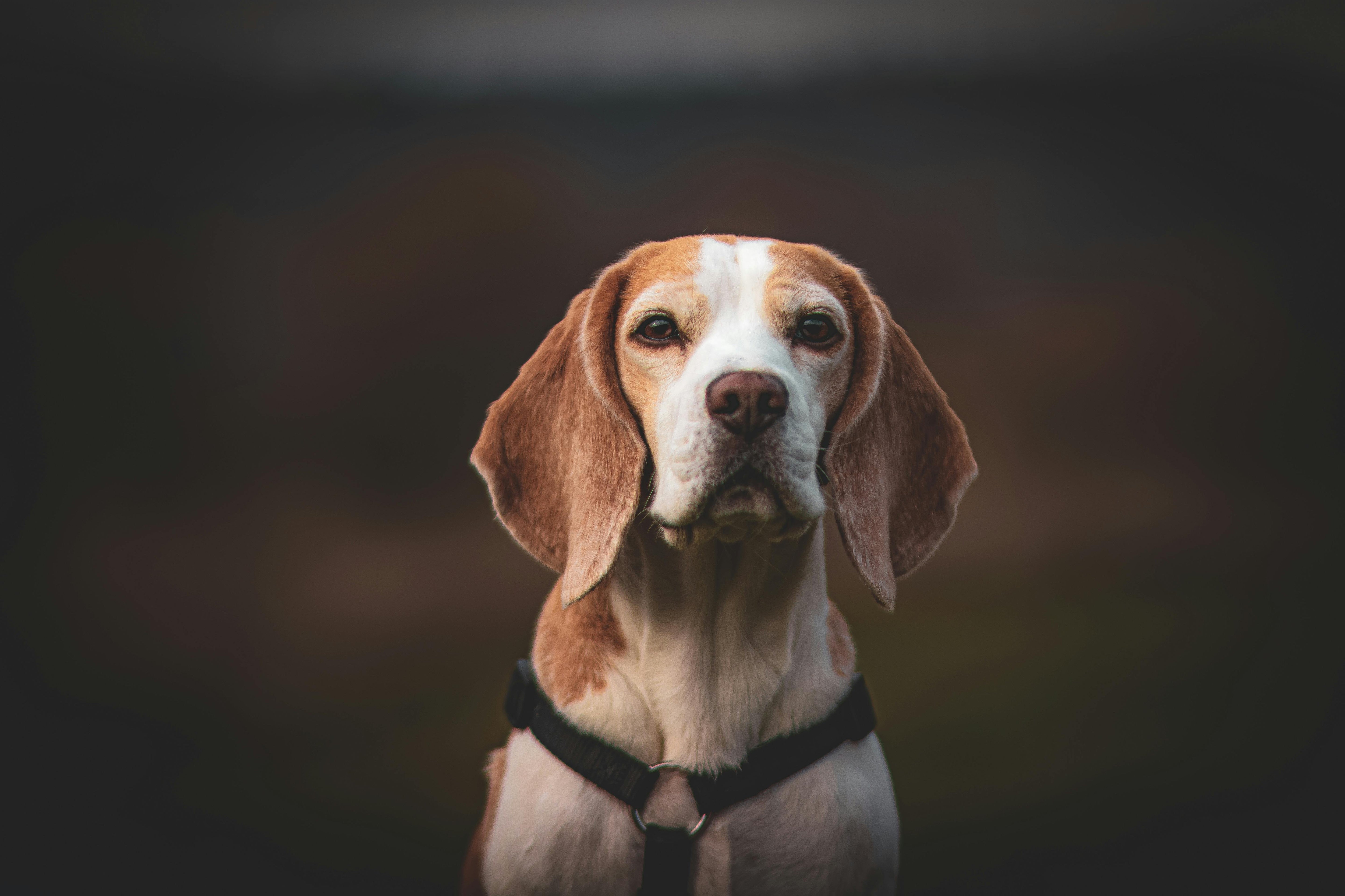 Langohr, Schlappohr, Schlitzohr - Ohrrandnekrose beim Hund