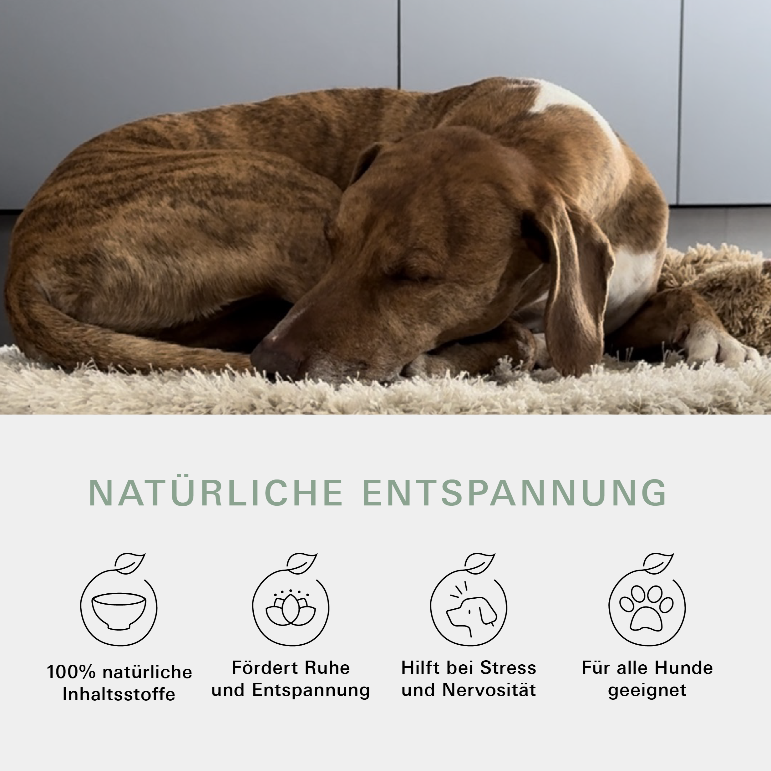 Natürliche Entspannung mit dem Chill & Relax Kräuter Set für Hunde von Stitch and Scottie