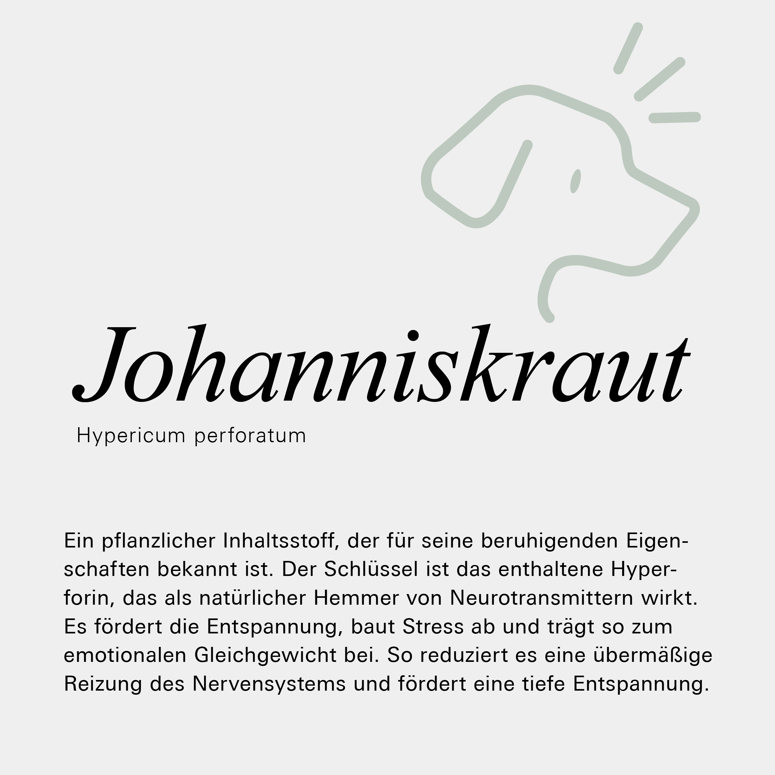 Johanniskraut als Inhaltsstoff des Chill & Relax Kräuter-Sets von Stitch and Scottie