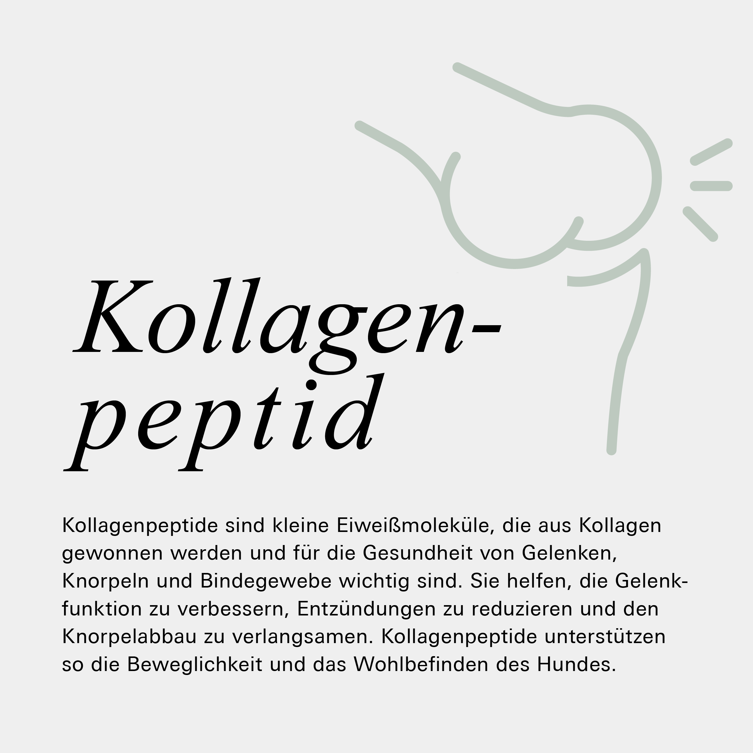 Kollagenpeptid als Inhaltsstoff unseres Muskel- und Gelenkpulvers für Hunde von Stitch and Scottie