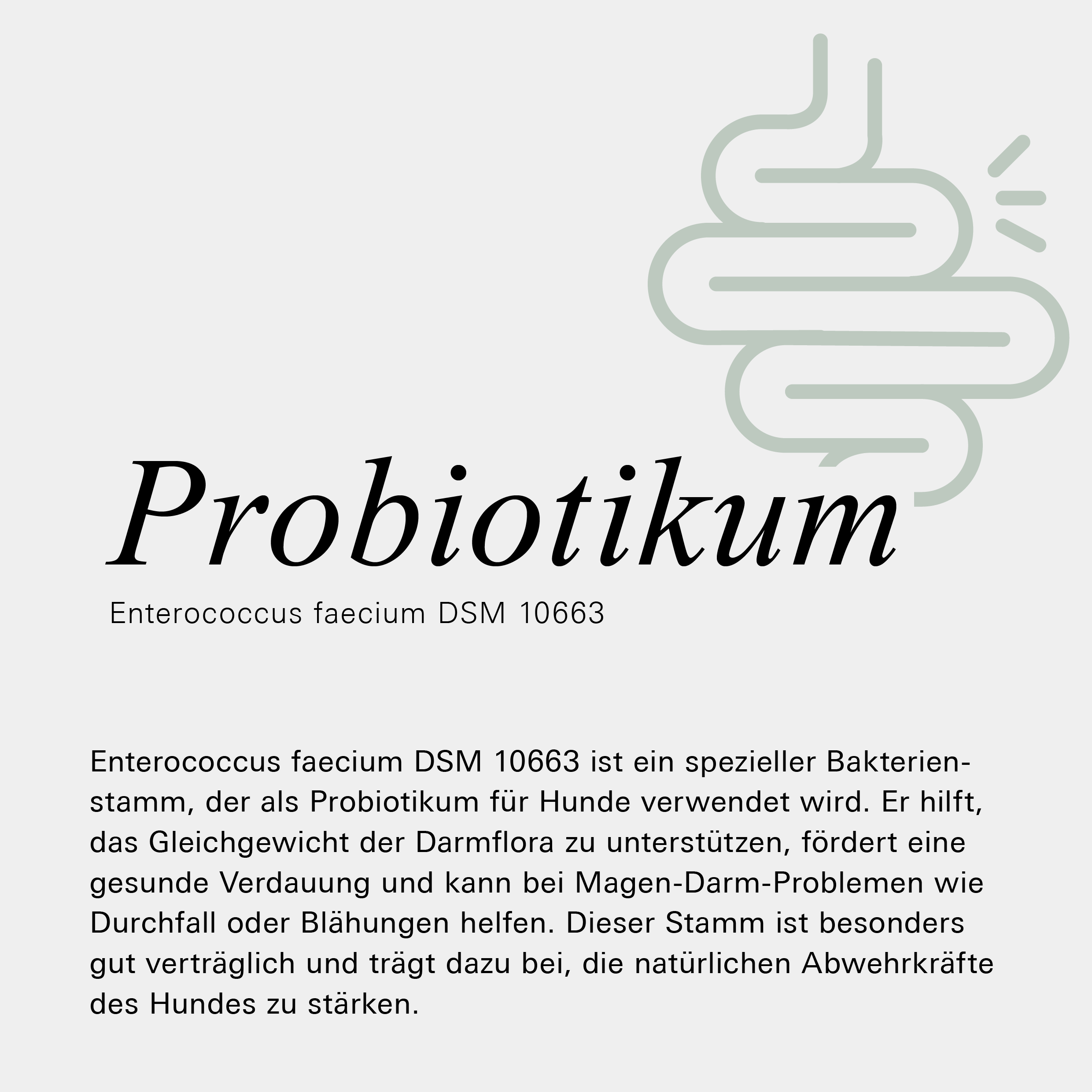 Probiotika als Inhaltsstoff unseres Magen- und Darmpulvers für Hunde von Stitch and Scottie