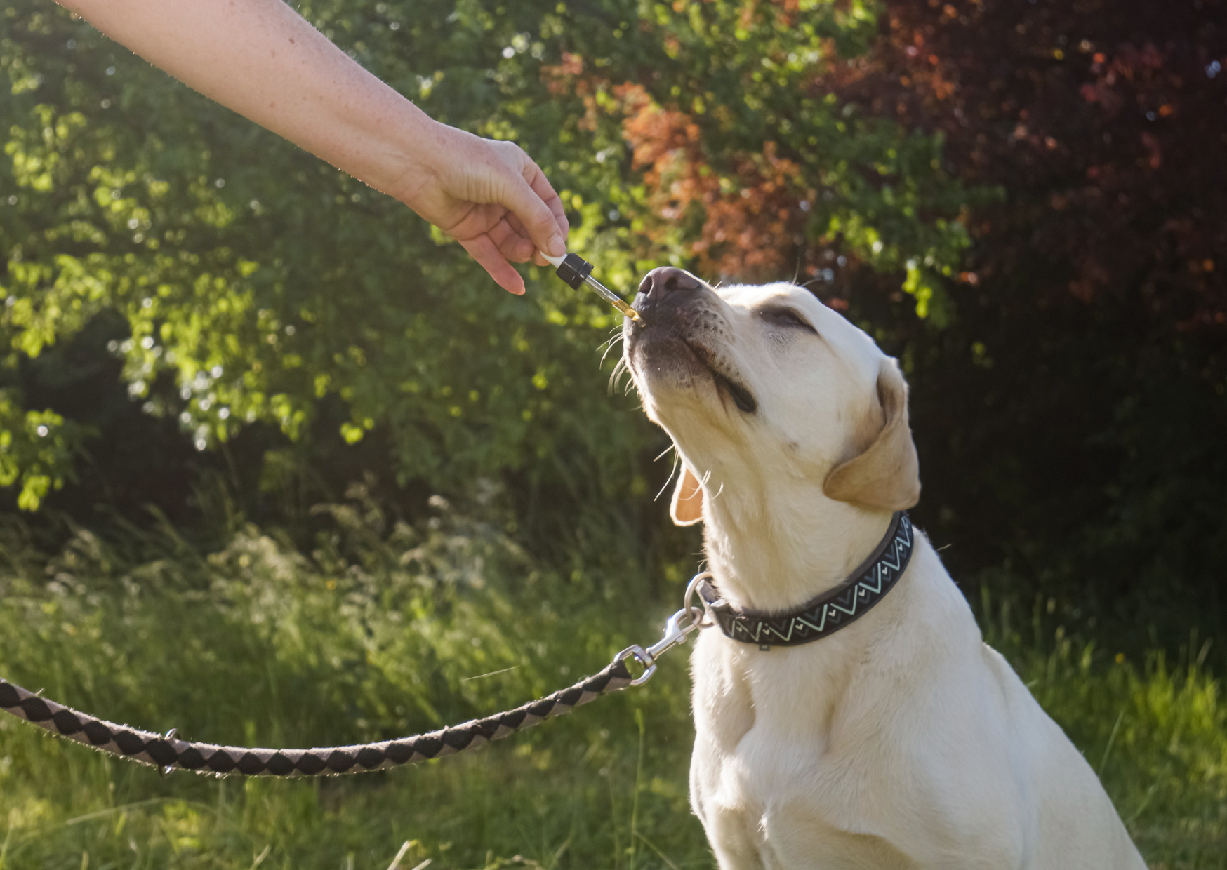 CBD Vollspektrumöl für Hunde – Was es ist und warum es die bessere Wahl ist