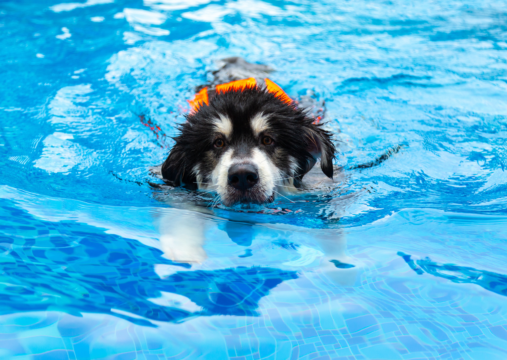 Hund & Wasser – Badezeit mit deinem Vierbeiner: Was wirklich wichtig ist