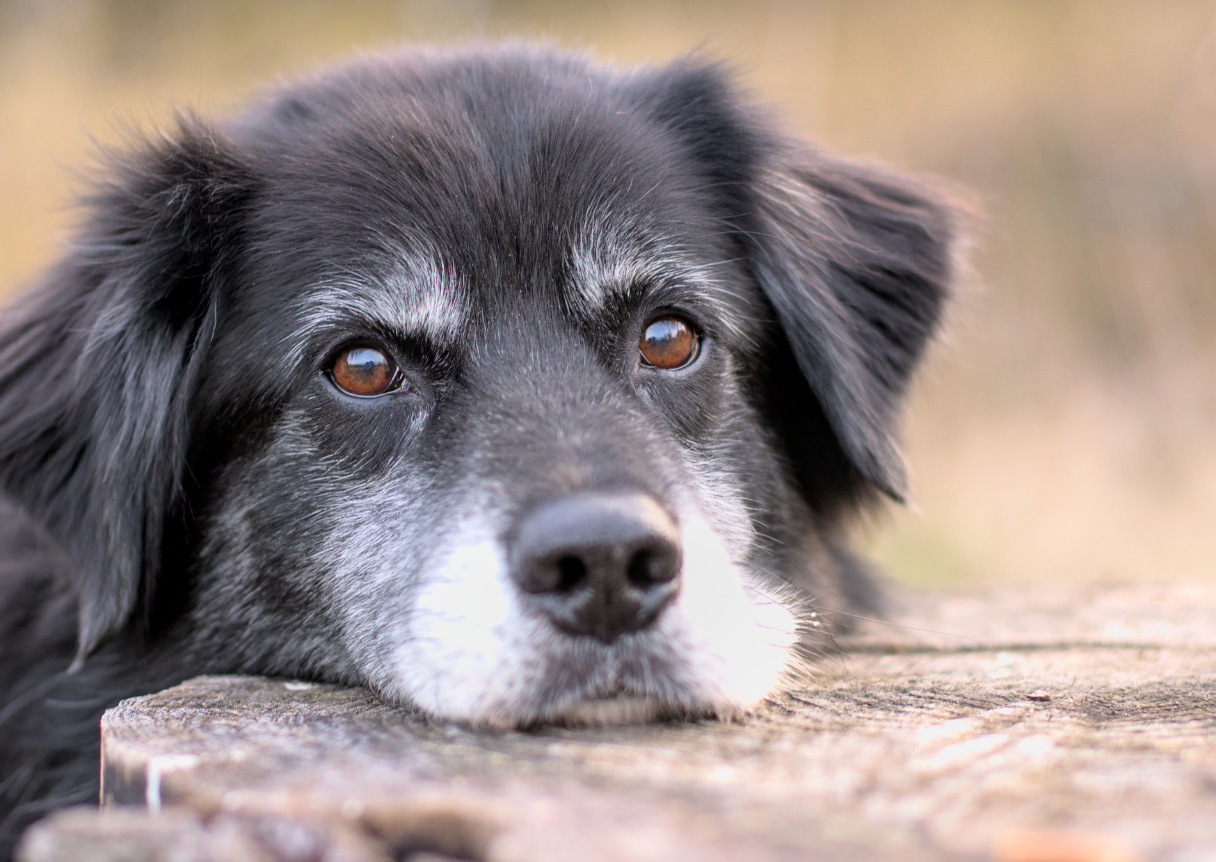 CBD-Öl für ältere Hunde – Unterstützung für mehr Lebensfreude im Alter