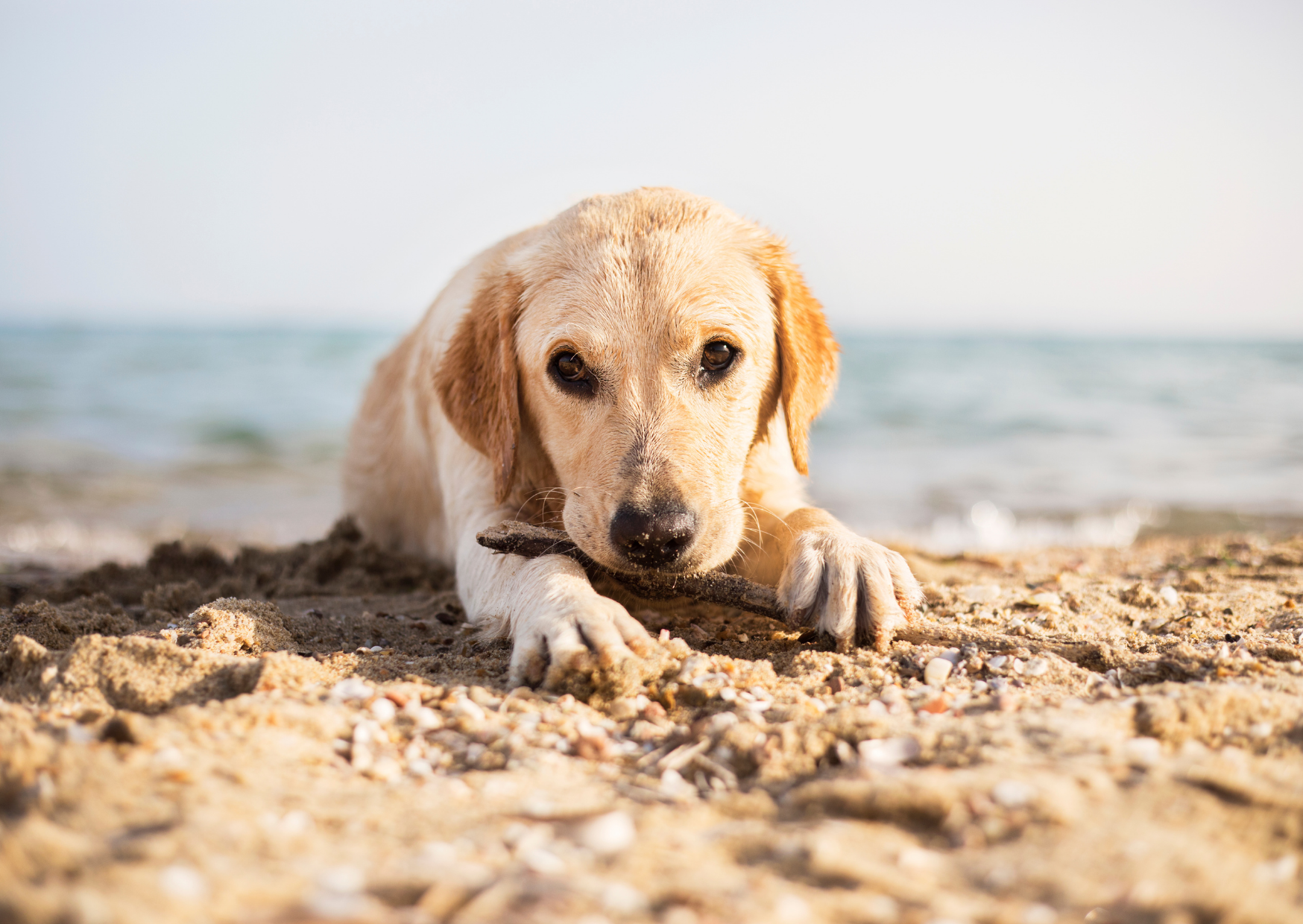 Ein Strandtag mit Hund – So wird's sicher & entspannt