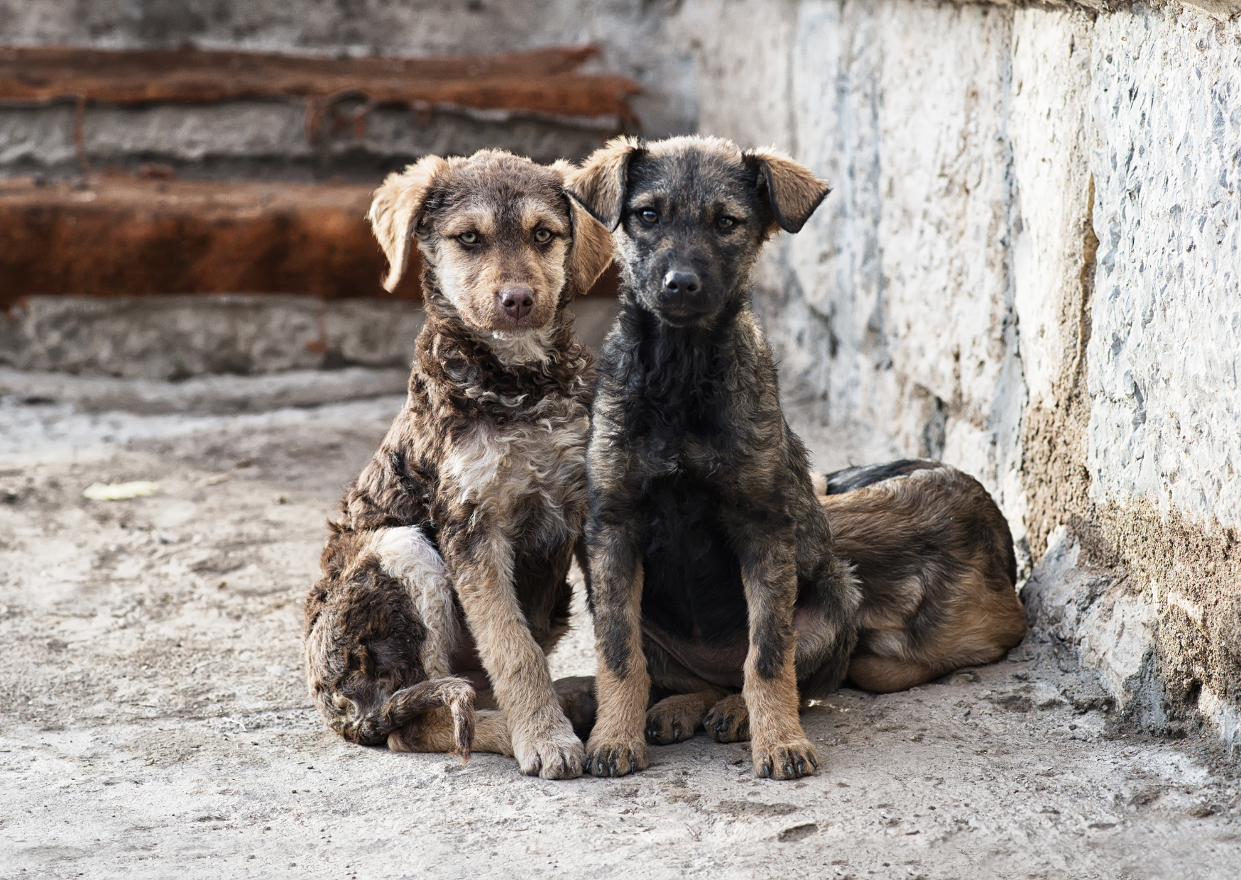 Tierschutzhund & Verdauung: Warum der Darm zuerst heilen muss