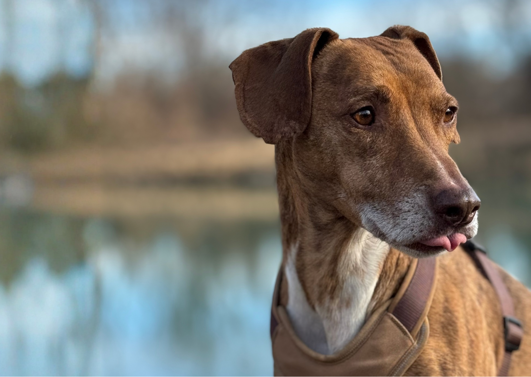 Scottie’s Favourite: Warum wir unser Magen-Darm-Pulver entwickelt haben