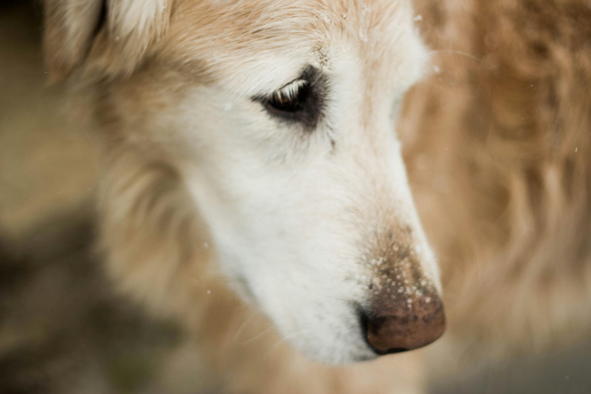 Durchfall beim Hund - Wenn der Bauch rumort und zwickt
