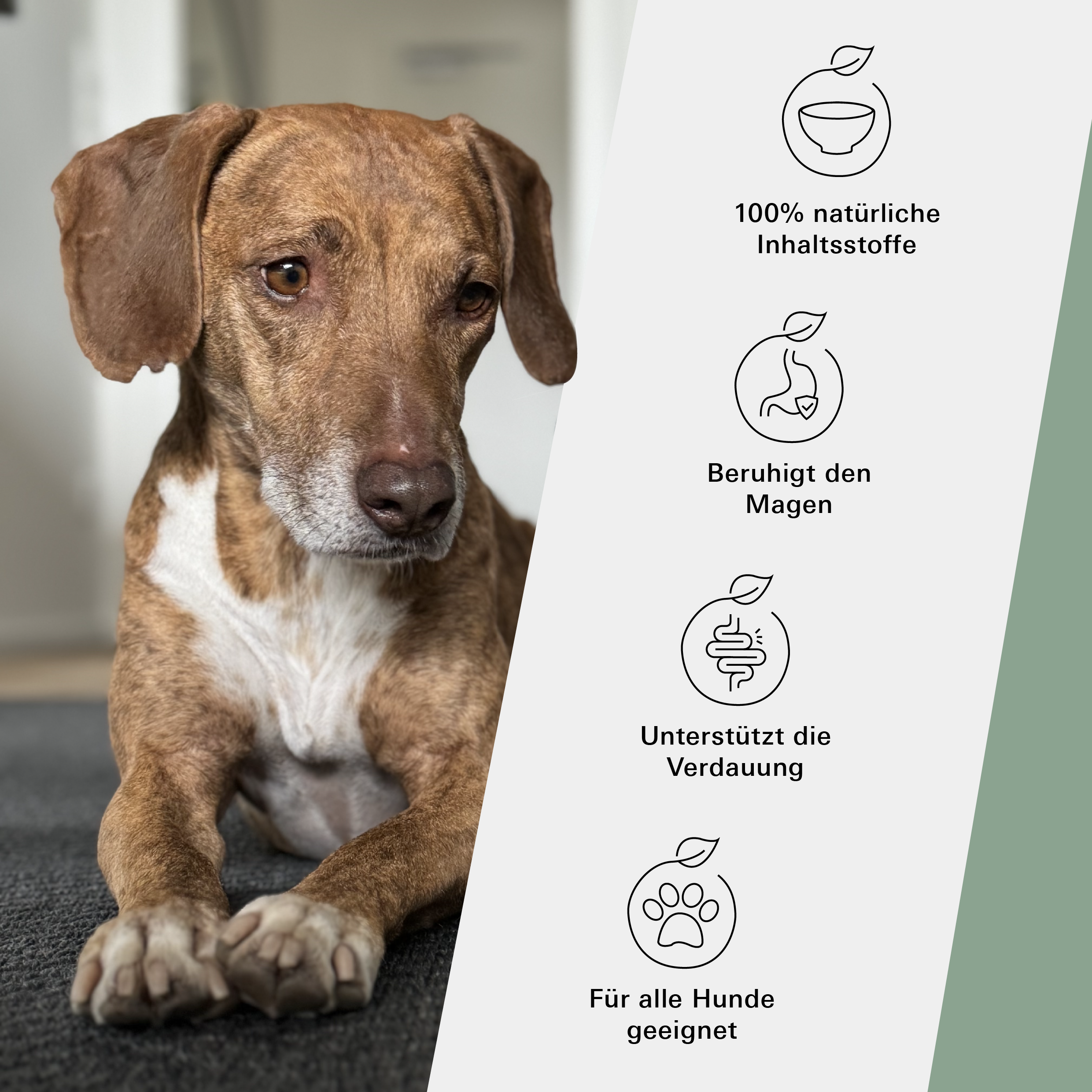 Unser Belly & Soul Kräuter Mix Set für Hunde von Stitch and Scottie