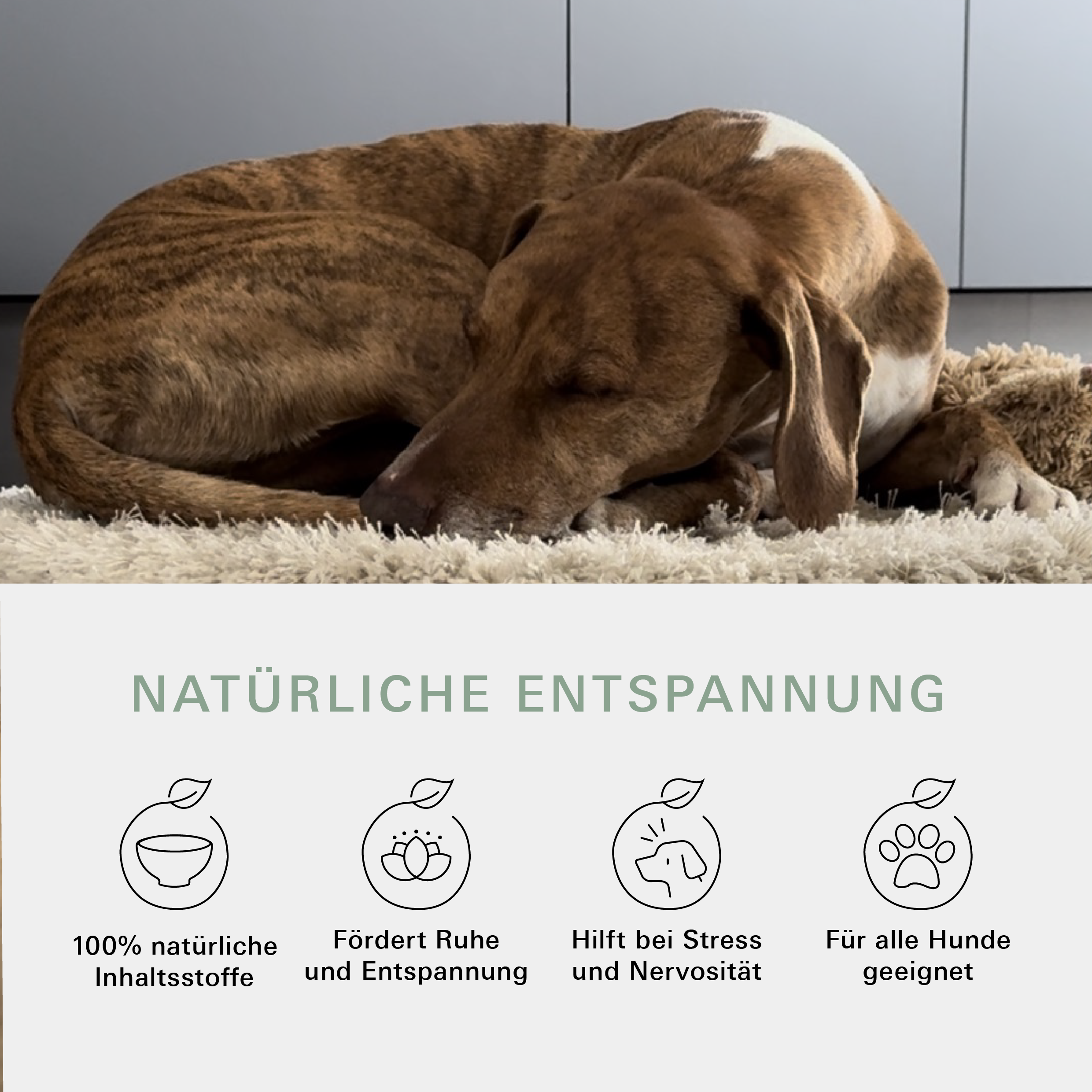 Natürliche Entspannung mit dem Belly & Soul Kräuter Set für Hunde von Stitch and Scottie