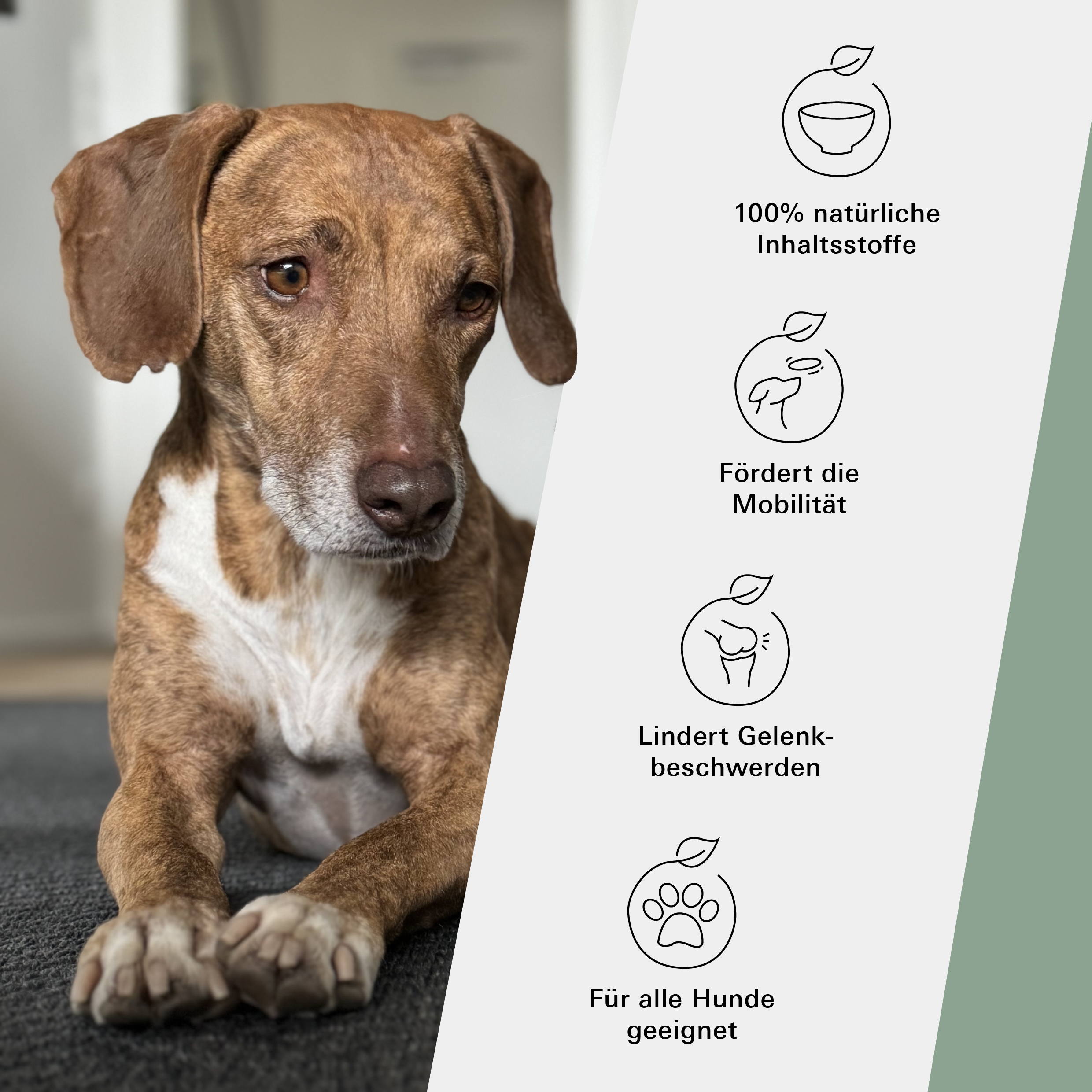 Unser Hips & Soul Kräuter Mix Set für Hunde von Stitch and Scottie
